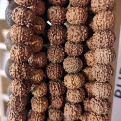 6 Faces Rudrakshya Mala from Nepal 54 Beads - Medium Size 