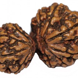 Gaurisankhar Rudrakshya, VERY RARE original from Nepal, very powerful - Large Size (50 mm) Gaurisankhar Rudrakshya, VERY RARE original from Nepal, very powerful - Large Size (50 mm)