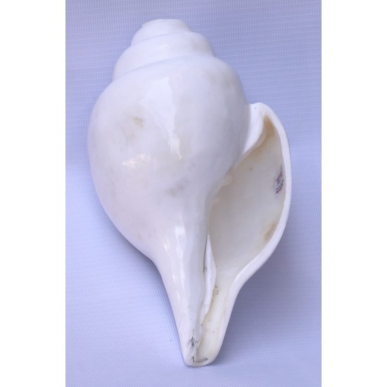 Conch Shell, powerful ancient healing (therapeutic) instrument, plain, White Color - Large Size (21.7*32.5 cm, 8.54*12.7 inch)