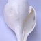 Conch Shell, powerful ancient healing (therapeutic) instrument, plain, White Color - Large Size (21.7*32.5 cm, 8.54*12.7 inch)