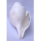 Conch Shell, powerful ancient healing (therapeutic) instrument, plain, White Color - Large Size (21.7*32.5 cm, 8.54*12.7 inch)