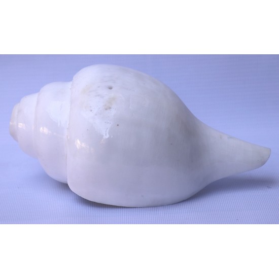 Conch Shell, powerful ancient healing (therapeutic) instrument, plain, White Color - Large Size (21.7*32.5 cm, 8.54*12.7 inch)