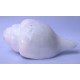 Conch Shell, powerful ancient healing (therapeutic) instrument, plain, White Color - Large Size (21.7*32.5 cm, 8.54*12.7 inch)