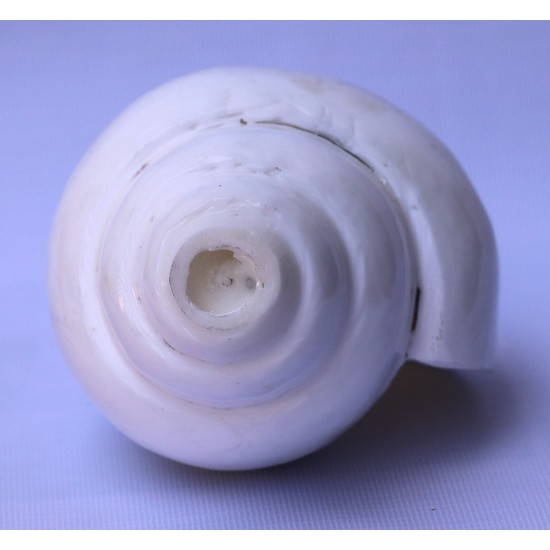 Conch Shell, powerful ancient healing (therapeutic) instrument, plain, White Color - Large Size (21.7*32.5 cm, 8.54*12.7 inch)