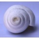 Conch Shell, powerful ancient healing (therapeutic) instrument, plain, White Color - Large Size (21.7*32.5 cm, 8.54*12.7 inch)