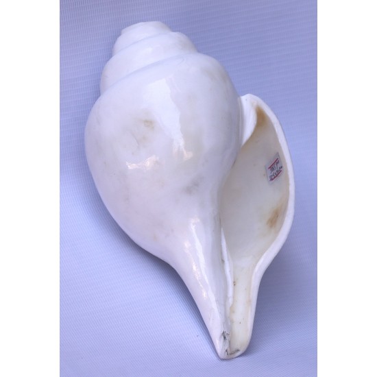 Conch Shell, powerful ancient healing (therapeutic) instrument, plain, White Color - Large Size (21.7*32.5 cm, 8.54*12.7 inch)