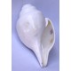 Conch Shell, powerful ancient healing (therapeutic) instrument, plain, White Color - Large Size (21.7*32.5 cm, 8.54*12.7 inch)