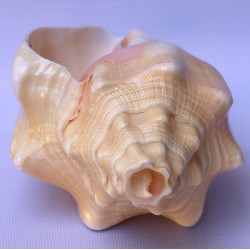 Conch Shell, American powerful ancient healing (therapeutic) instrument, plain, Cream Color - Medium Size (20*32.5 cm, 7.87*12.7 inch)
