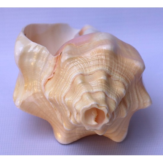 Conch Shell, American powerful ancient healing (therapeutic) instrument, plain, Cream Color - Medium Size (20*32.5 cm, 7.87*12.7 inch) Conch Shell, American powerful ancient healing (therapeutic) instrument, plain, Cream Color - Medium Size (20*32.5 cm, 7.87*12.7 inch)