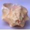 Conch Shell, American powerful ancient healing (therapeutic) instrument, plain, Cream Color - Medium Size (20*32.5 cm, 7.87*12.7 inch)