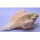 Conch Shell, American powerful ancient healing (therapeutic) instrument, plain, Cream Color - Medium Size (20*32.5 cm, 7.87*12.7 inch) Conch Shell, American powerful ancient healing (therapeutic) instrument, plain, Cream Color - Medium Size (20*32.5 cm, 7.87*12.7 inch)