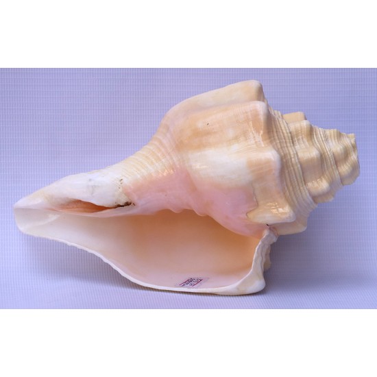 Conch Shell, American powerful ancient healing (therapeutic) instrument, plain, Cream Color - Medium Size (20*32.5 cm, 7.87*12.7 inch) Conch Shell, American powerful ancient healing (therapeutic) instrument, plain, Cream Color - Medium Size (20*32.5 cm, 7.87*12.7 inch)