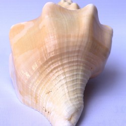 Conch Shell, American powerful ancient healing (therapeutic) instrument, plain, Cream Color - Medium Size (20*32.5 cm, 7.87*12.7 inch) Conch Shell, American powerful ancient healing (therapeutic) instrument, plain, Cream Color - Medium Size (20*32.5 cm, 7.87*12.7 inch)