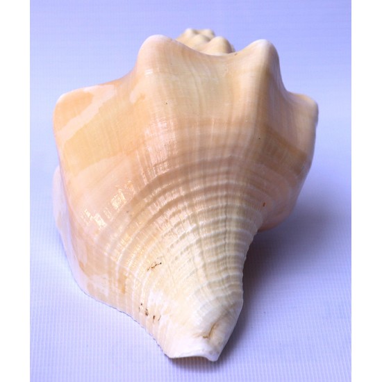 Conch Shell, American powerful ancient healing (therapeutic) instrument, plain, Cream Color - Medium Size (20*32.5 cm, 7.87*12.7 inch) Conch Shell, American powerful ancient healing (therapeutic) instrument, plain, Cream Color - Medium Size (20*32.5 cm, 7.87*12.7 inch)