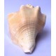 Conch Shell, American powerful ancient healing (therapeutic) instrument, plain, Cream Color - Medium Size (20*32.5 cm, 7.87*12.7 inch) Conch Shell, American powerful ancient healing (therapeutic) instrument, plain, Cream Color - Medium Size (20*32.5 cm, 7.87*12.7 inch)