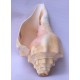 Conch Shell, American powerful ancient healing (therapeutic) instrument, plain, Cream Color - Medium Size (20*32.5 cm, 7.87*12.7 inch) Conch Shell, American powerful ancient healing (therapeutic) instrument, plain, Cream Color - Medium Size (20*32.5 cm, 7.87*12.7 inch)