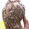Conch Shell, powerful ancient healing (therapeutic) instrument, Hand work, Carving Conch Shell, Shiva Family, Cream Color - Large Size (20.5*32.5cm, 8.07*12.79 inch)