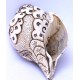 Conch Shell, powerful ancient healing (therapeutic) instrument, Hand work, Carving Conch Shell, Shiva Parvati, Cream Color - Large Size (22*34.5 cm, 8.66*13.58 inch)