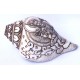 Conch Shell, powerful ancient healing (therapeutic) instrument, Hand work, Carving Conch Shell, Laxmi , Cream Color - Large Size (21.8*33.5 cm, 8.58*13.18 inch)