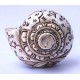 Conch Shell, powerful ancient healing (therapeutic) instrument, Hand work, Carving Conch Shell, Laxmi , Cream Color - Large Size (21.8*33.5 cm, 8.58*13.18 inch)
