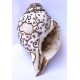 Conch Shell, powerful ancient healing (therapeutic) instrument, Hand work, Carving Conch Shell, Laxmi , Cream Color - Large Size (21.8*33.5 cm, 8.58*13.18 inch)