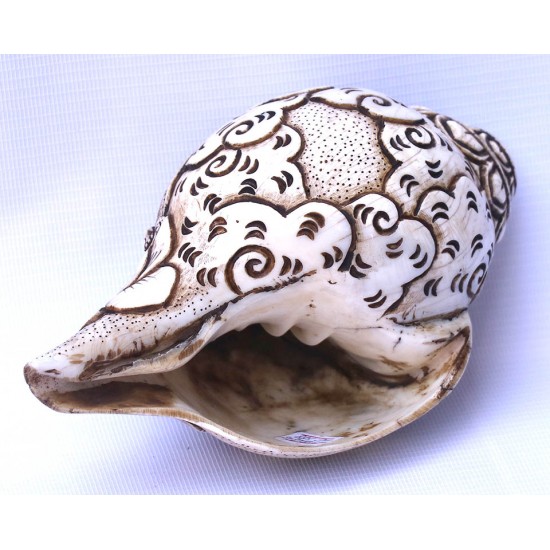 Conch Shell, powerful ancient healing (therapeutic) instrument, Hand work, Carving Conch Shell, Laxmi , Cream Color - Large Size (21.8*33.5 cm, 8.58*13.18 inch)