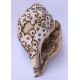 Conch Shell, powerful ancient healing (therapeutic) instrument, Hand work, Carving Conch Shell, Green Tara , Cream Color - Large Size (21.8*33.5 cm, 8.58*13.18 inch)