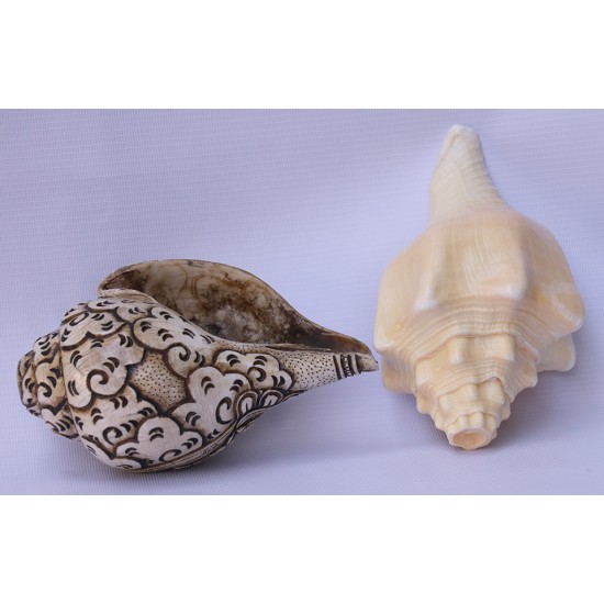 Conch Shell, powerful ancient healing (therapeutic) instrument, Hand work, Carving Conch Shell, Green Tara , Cream Color - Large Size (21.8*33.5 cm, 8.58*13.18 inch)