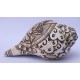 Conch Shell, powerful ancient healing (therapeutic) instrument, Hand work, Carving Conch Shell, Green Tara , Cream Color - Large Size (21.8*33.5 cm, 8.58*13.18 inch)