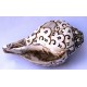 Conch Shell, powerful ancient healing (therapeutic) instrument, Hand work, Eight Auspicious and Stupa Carved, Cream Color Carving Conch Shell - Large Size (23.5*36 cm, 9.25*14.17 inch)