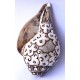 Conch Shell, powerful ancient healing (therapeutic) instrument, Hand work, Eight Auspicious and Stupa Carved, Cream Color Carving Conch Shell - Large Size (23.5*36 cm, 9.25*14.17 inch)