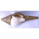 Brass Metal Conch Shell, powerful ancient healing (therapeutic) instrument, Hand work, White and Yellow Color -Extra Large Size (38*42.5 cm, 10.62*11.41 inch)