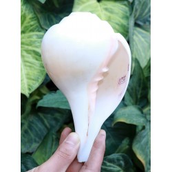Plain Conch Shell (SANKHA), powerful ancient healing (therapeutic) instrument, Hand work, White color - Big Size (23.5*41*10.5 cm, 9.2*16.13.9 inch)
