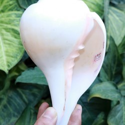 Plain Conch Shell (SANKHA), powerful ancient healing (therapeutic) instrument, Hand work, White color - Big Size (23.5*41*10.5 cm, 9.2*16.13.9 inch)