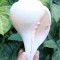 Plain Conch Shell (SANKHA), powerful ancient healing (therapeutic) instrument, Hand work, White color - Big Size (23.5*41*10.5 cm, 9.2*16.13.9 inch)