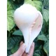 Plain Conch Shell (SANKHA), powerful ancient healing (therapeutic) instrument, Hand work, White color - Big Size (23.5*41*10.5 cm, 9.2*16.13.9 inch)