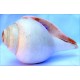 Plain Conch Shell (SANKHA), powerful ancient healing (therapeutic) instrument, Hand work, White color - Big Size (23.5*41*10.5 cm, 9.2*16.13.9 inch)