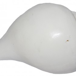 Plain Conch Shell (SANKHA), powerful ancient healing (therapeutic) instrument, Hand work, Coffee (Brown) color - Small Size (15.3*25.5*7 cm, 6.02*10.03*2.7 inch)