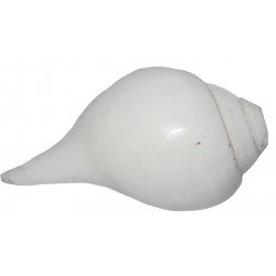 Plain Conch Shell (SANKHA), powerful ancient healing (therapeutic) instrument, Hand work, Coffee (Brown) color - Small Size (15.3*25.5*7 cm, 6.02*10.03*2.7 inch)