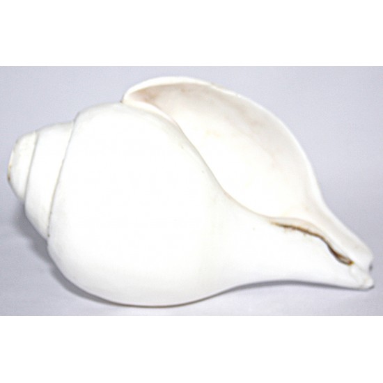 Plain Conch Shell (SANKHA), powerful ancient healing (therapeutic) instrument, Hand work, Coffee (Brown) color - Small Size (15.3*25.5*7 cm, 6.02*10.03*2.7 inch)