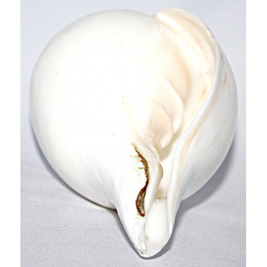 Plain Conch Shell (SANKHA), powerful ancient healing (therapeutic) instrument, Hand work, Coffee (Brown) color - Small Size (15.3*25.5*7 cm, 6.02*10.03*2.7 inch)