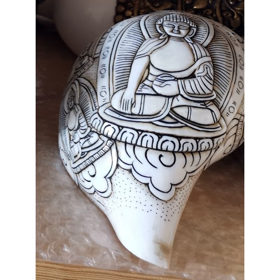 Pancha Buddha Carving Conch Shell(SANKHA), powerful ancient healing (therapeutic) instrument, Hand work, White Color - Medium Size (19.5*30 cm, 7.6*11.8 inch)