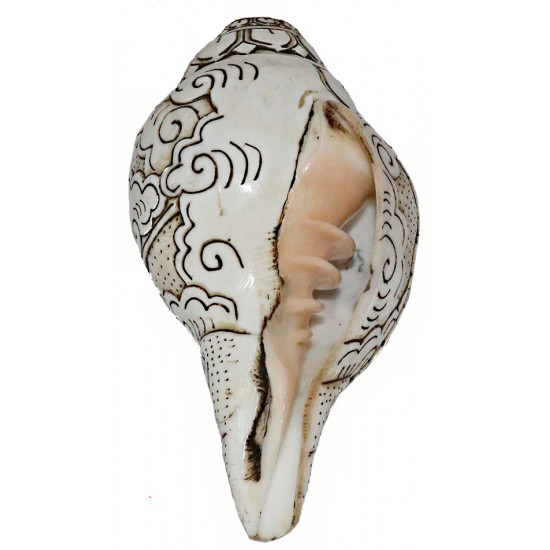 Eight Auspisious White Metal Conch Shell(SANKHA), powerful ancient healing (therapeutic) instrument, Hand work, White Metal Color - Large Size (29.5*35.5 cm, 11.6*13.9 inch)