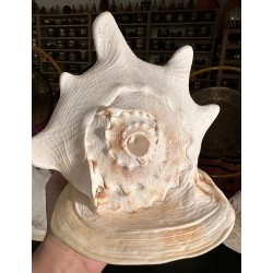 Plain Conch Shell,  powerful ancient healing (therapeutic) instrument,     Trumpet Shell Cassis Cornuta, White Color - Large Size