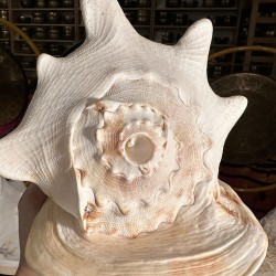 Plain Conch Shell,  powerful ancient healing (therapeutic) instrument,     Trumpet Shell Cassis Cornuta, White Color - Large Size