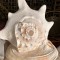 Plain Conch Shell,  powerful ancient healing (therapeutic) instrument,     Trumpet Shell Cassis Cornuta, White Color - Large Size