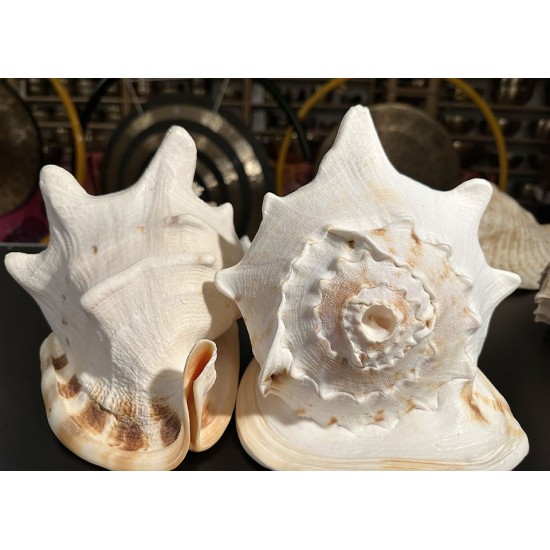 Plain Conch Shell,  powerful ancient healing (therapeutic) instrument,     Trumpet Shell Cassis Cornuta, White Color - Extra Large Size