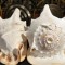 Plain Conch Shell,  powerful ancient healing (therapeutic) instrument,     Trumpet Shell Cassis Cornuta, White Color - Extra Large Size