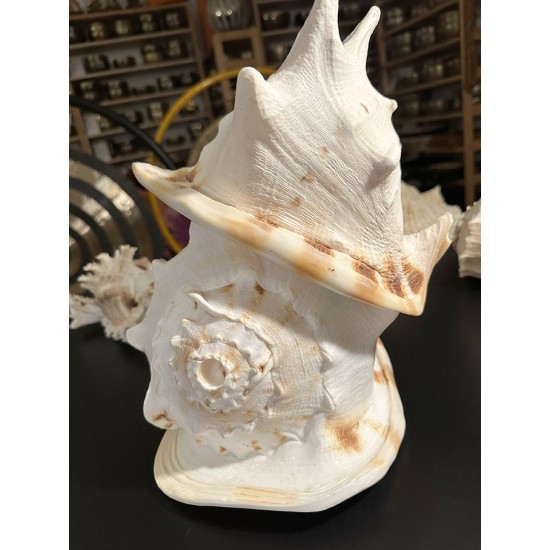 Plain Conch Shell,  powerful ancient healing (therapeutic) instrument,     Trumpet Shell Cassis Cornuta, White Color - Extra Large Size