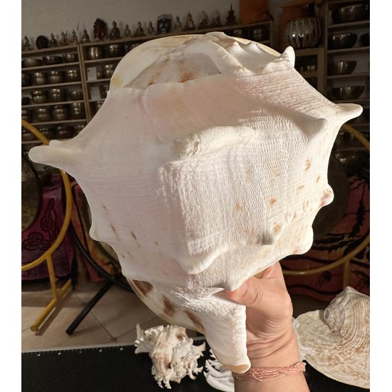 Plain Conch Shell,  powerful ancient healing (therapeutic) instrument,     Trumpet Shell Cassis Cornuta, White Color - Extra Large Size